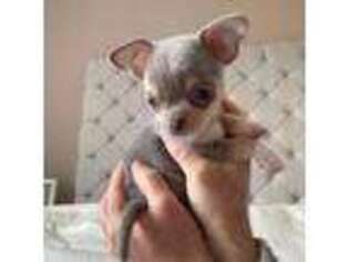Chihuahua Puppy for sale in Concord, NC, USA