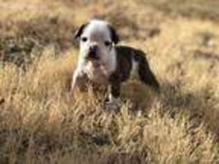 Bulldog Puppy for sale in Dodge City, KS, USA
