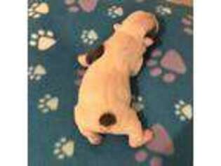 French Bulldog Puppy for sale in Fountain, CO, USA