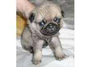 Mutt Puppy for sale in DECATUR, TN, USA