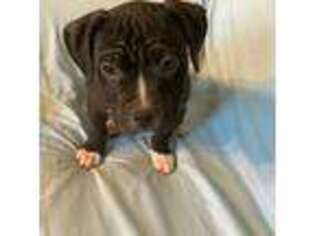 Mutt Puppy for sale in Arvada, CO, USA