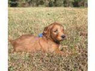 Goldendoodle Puppy for sale in Opelika, AL, USA