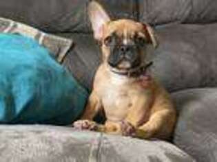 French Bulldog Puppy for sale in Sharptown, MD, USA