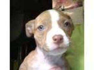 American Staffordshire Terrier Puppy for sale in Buffalo Lake, MN, USA