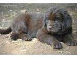 Newfoundland Puppy for sale in Barnardsville, NC, USA