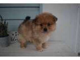 Pomeranian Puppy for sale in Mountain Grove, MO, USA