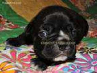 Mutt Puppy for sale in Folkston, GA, USA
