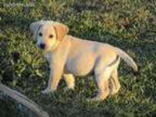 Labrador Retriever Puppy for sale in Quitman, TX, USA