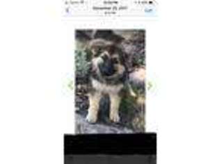 German Shepherd Dog Puppy for sale in Azle, TX, USA