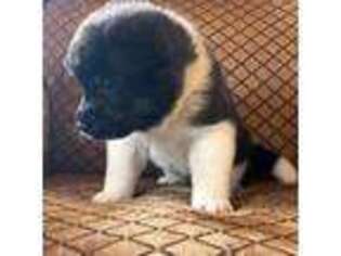 Akita Puppy for sale in Taylors, SC, USA