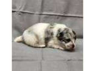 Pomeranian Puppy for sale in Bay Minette, AL, USA