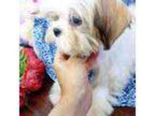 Maltese Puppy for sale in Austin, TX, USA