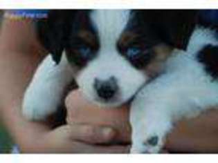 Miniature Australian Shepherd Puppy for sale in Marietta, OK, USA