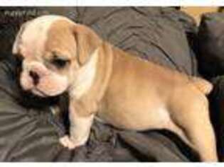 Bulldog Puppy for sale in Jacksonville, TX, USA