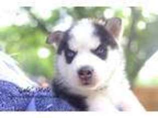 Siberian Husky Puppy for sale in Lytle, TX, USA