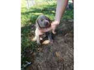 Labrador Retriever Puppy for sale in Lewistown, IL, USA