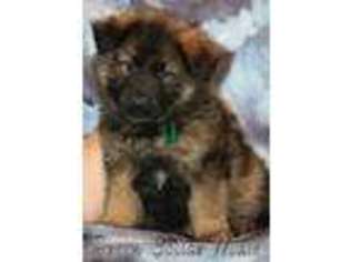German Shepherd Dog Puppy for sale in Middleton, ID, USA