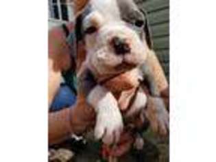 Olde English Bulldogge Puppy for sale in Hephzibah, GA, USA
