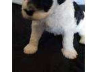 Portuguese Water Dog Puppy for sale in Fabius, NY, USA