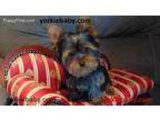 Yorkshire Terrier Puppy for sale in Marshall, NC, USA