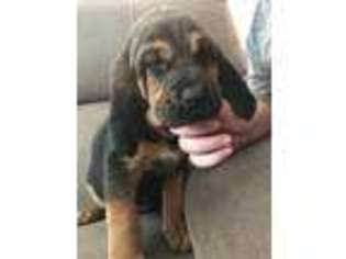 Bloodhound Puppy for sale in Hundred, WV, USA