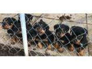 Rottweiler Puppy for sale in Rome, GA, USA