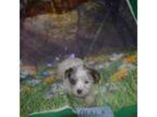 Biewer Terrier Puppy for sale in Jefferson, SC, USA