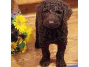Labradoodle Puppy for sale in Olathe, KS, USA