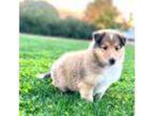 Collie Puppy for sale in Wilder, ID, USA