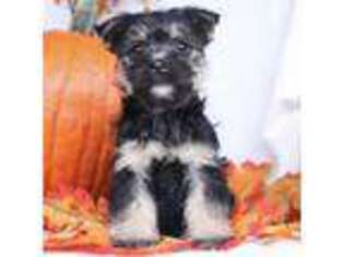 Norwich Terrier Puppy for sale in Mifflintown, PA, USA