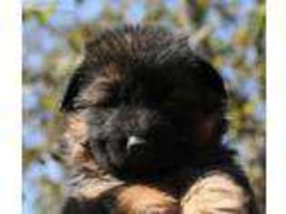 German Shepherd Dog Puppy for sale in Cherokee Village, AR, USA