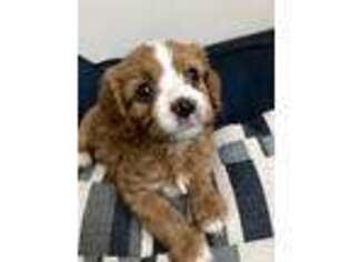 Cavapoo Puppy for sale in Frankfort, IL, USA