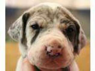 Great Dane Puppy for sale in Mesquite, TX, USA