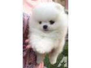 Pomeranian Puppy for sale in CITY OF INDUSTRY, CA, USA