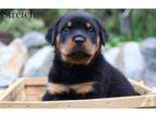 Rottweiler Puppy for sale in OCEANSIDE, CA, USA