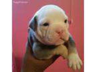 Olde English Bulldogge Puppy for sale in Cincinnati, OH, USA