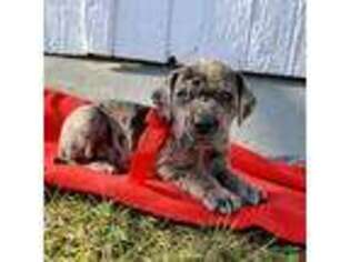 Great Dane Puppy for sale in New Holland, PA, USA
