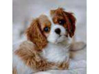 Cavalier King Charles Spaniel Puppy for sale in Deadwood, SD, USA
