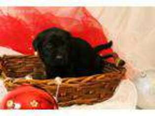 Labrador Retriever Puppy for sale in Jacksonville, NC, USA
