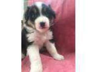 Australian Shepherd Puppy for sale in Sargeant, MN, USA