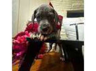Great Dane Puppy for sale in Whittier, CA, USA