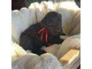 Australian Labradoodle Puppy for sale in Ellington, CT, USA
