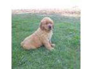 Golden Retriever Puppy for sale in Park Forest, IL, USA