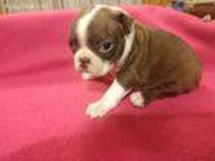 Boston Terrier Puppy for sale in Roswell, NM, USA