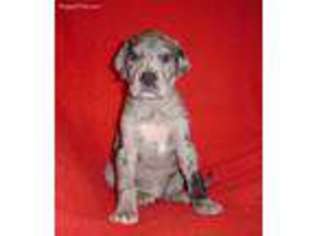 Great Dane Puppy for sale in Bloomingburg, OH, USA