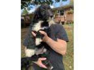 Mutt Puppy for sale in Saylorsburg, PA, USA