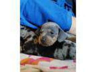 Dachshund Puppy for sale in Braxton, MS, USA