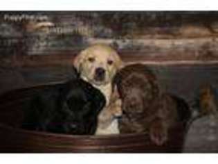 Labrador Retriever Puppy for sale in Marion, KS, USA
