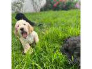 Labradoodle Puppy for sale in South Plainfield, NJ, USA