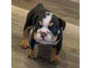 Bulldog Puppy for sale in Dixon, CA, USA